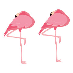 elegant flamingo birds couple