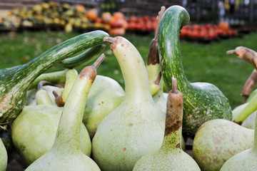 gelbe und grün strukturierte Kürbisse in der Markt Auslage