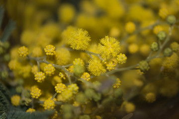 mimosa flowers on gray background