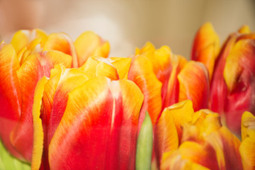 tulips on warm gray background
