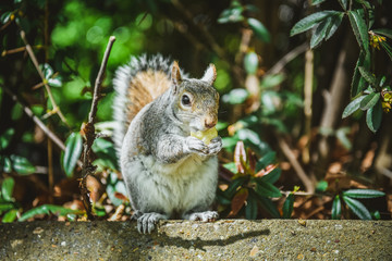 Gray funny squirrel holds potato chips in his paws and entertains tourists in London