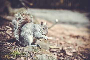 Gray funny squirrel holds potato chips in his paws and entertains tourists in London