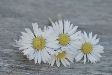 Fototapeta na wymiar Daisy flowers on rustic background