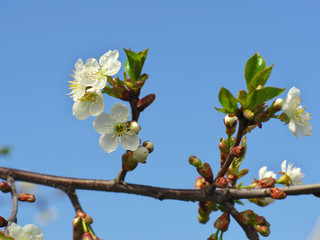 Cherry flowers on branch tree at the springtime in sunny day in the garden, blue sky background, copyspace