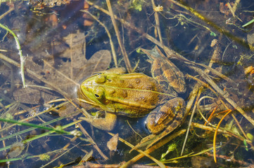 with the arrival of spring, the frogs scramble out of the mud and lay a screech from which the tadpoles lie