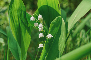 gałązka kwiatu konwalii na tle liści, wiosenna roślina trująca
