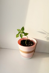 A young potted plant on a light background, preparation for planting in the ground, a new life and spring