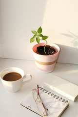 Potted plant, cup of coffee and notebook with glasses, morning at office at work