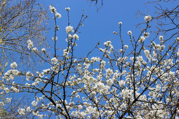 Prunus plum tree white blossom spring blue sky