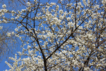 Prunus plum tree white blossom spring blue sky
