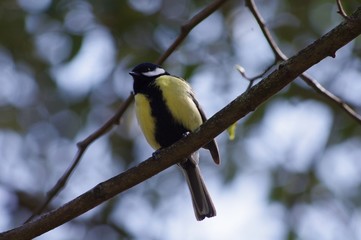 Mésange charbonnière