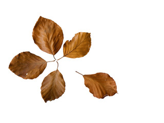 Leaves together on a white background