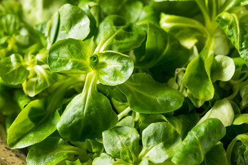 Raw Green Organic Mache Rosettes