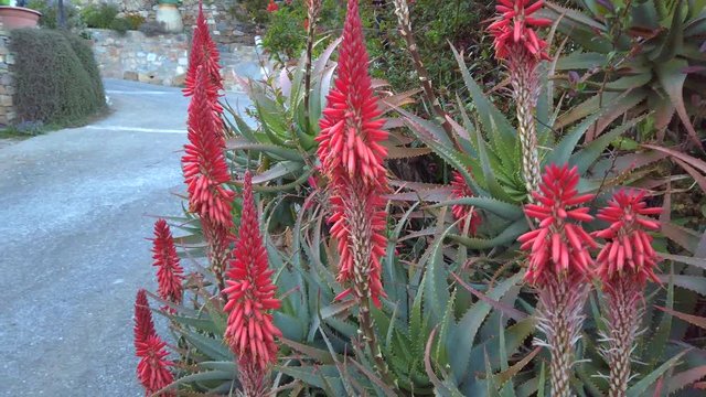 Fiori e piante di aloe