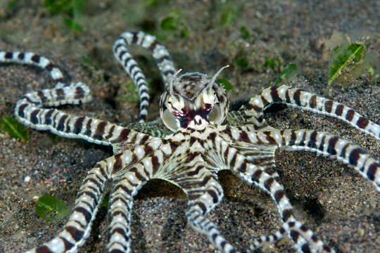 Incredible Underwater World - Mimic octopus - Thaumoctopus mimicus. Diving and underwater photography. Tulamben, Bali, Indonesia.