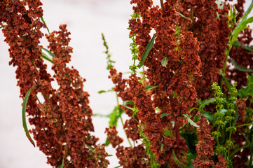 Branch of herbs with brown and green leaves on the background with white. Summer contrast. Opposites
