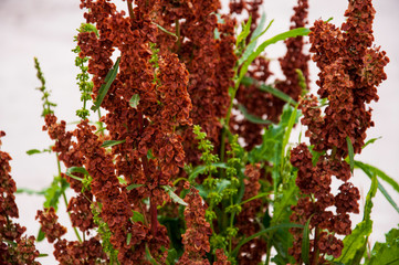 Branch of herbs with brown and green leaves on the background with white. Summer contrast. Opposites