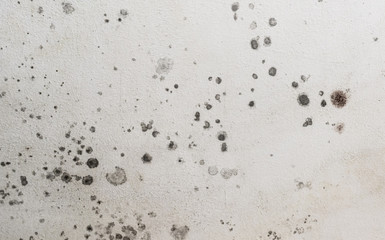 Close up details of black toxic mold spots. Fungus spores and bacteria growing on a white wall....