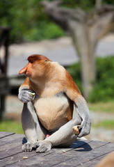 Naklejka premium Male Proboscis monkeys, Nasalis larvatus, sitting on the platform and the enjoying the food.