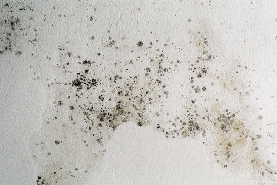 Black spots of toxic mold and fungus bacteria on a white wall. Concept of condensation, damp, water infiltration, high humidity and respiratory problems.