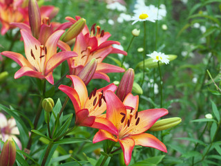 Closeup orange red yellow white Lily flowers in a garden bed, Macro shot, Pistil and stamen and bud and drop scent oil.