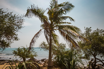 Fototapeta na wymiar Tropical coconut palm trees at the beach