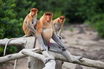 Family of Proboscis monkeys with a alpha of pack, Nasalis larvatus, sitting on the tree trunks. Borneo.