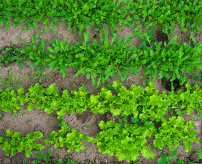 Lettuce grows in the open ground in the garden. Green Lettuce leaves on garden beds in the vegetable field. Garden with the beds of vegetables.