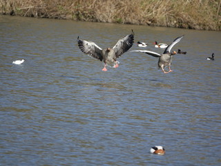 greylag geese (Anser anser) coming in to land on water