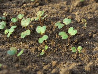 The seedlings are growing from the fertile soil, concept of agriculture.