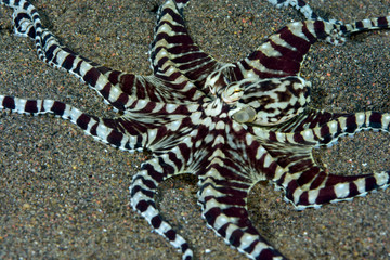 Incredible Underwater World - Mimic octopus - Thaumoctopus mimicus. Diving and underwater photography. Tulamben, Bali, Indonesia.