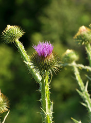 In nature, bloom is thistle - Onopordon acanthium