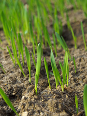 The seedlings are growing from the fertile soil, concept of agriculture.