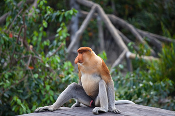 Male Proboscis monkeys, Nasalis larvatus, sitting on the platform and relaxing.