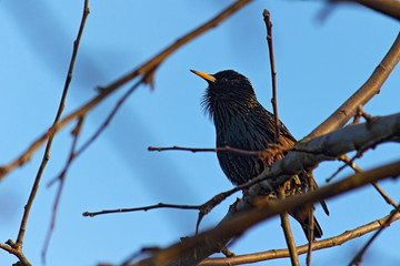 Starling Bird in the spring against the blue sky
