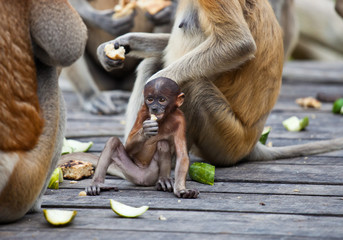 Proboscis monkeys, Nasalis larvatus, baby and mother sitting on the platform and the enjoying the food.
