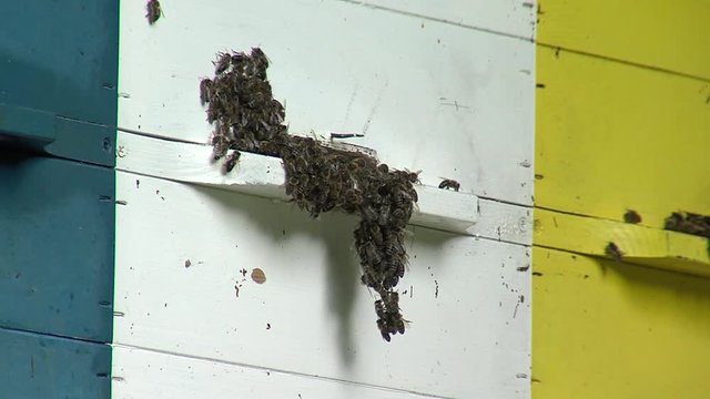 Wide shot of bee swarm in apiary. Bees swarming on white bee house shelf. Bees grouping on cloudy summer day.