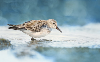 Close up of Sanderling in water looking for food