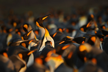 Close up of king penguin in Falkland islands - obrazy, fototapety, plakaty