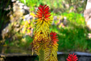 ALOE VERA FLOWER AND BEES.