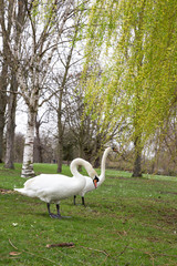 Beautiful Couple white swans communicate on green grass in Hyde Park, London close up