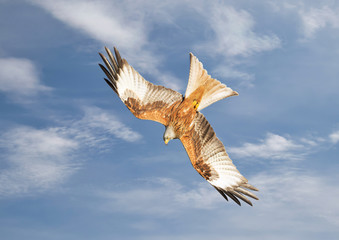 Red kite in flight against blue sky