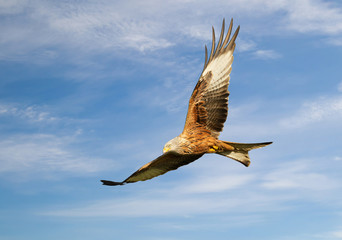 Red kite in flight against blue sky