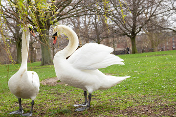 Beautiful Couple white swans communicate on green grass in Hyde Park, London close up