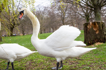 Beautiful Couple white swans communicate on green grass in Hyde Park, London close up