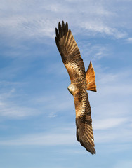 Red kite in flight against blue sky