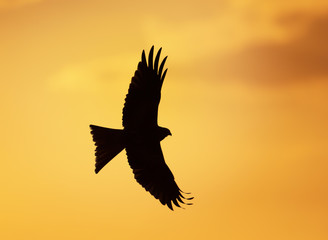 Silhouette of a red kite in flight
