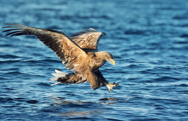 Close up of a White-tailed sea Eagle catching a fish