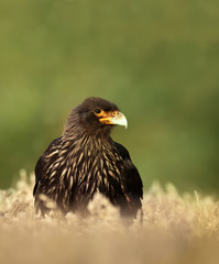 Close-up of Striated Caracara against green background