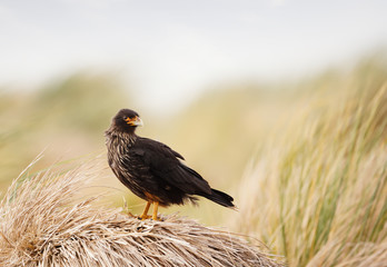 Striated Caracara perched on a stack of dry grass